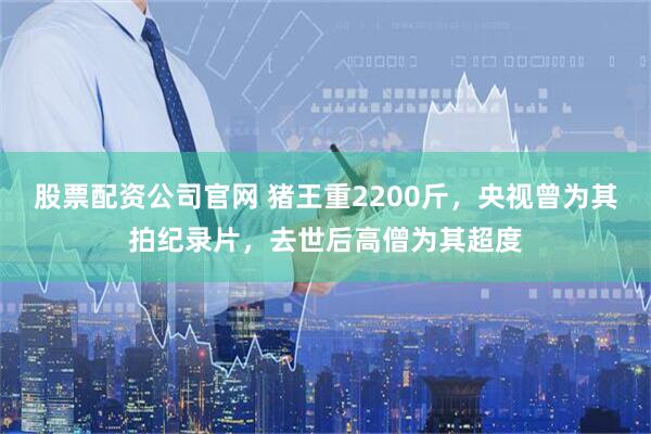 股票配资公司官网 猪王重2200斤,央视曾为其拍纪录片,去世后高僧为其超度